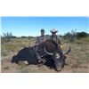Image 5 : New Mexico Bison Hunt for 1 Hunter & 1 Observer