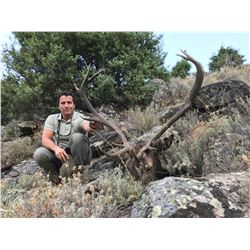 Spain Gredos Red Deer & Fallow Deer Hunt for 1