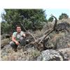 Image 1 : Spain Gredos Red Deer & Fallow Deer Hunt for 1