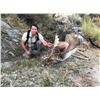 Image 2 : Spain Gredos Red Deer & Fallow Deer Hunt for 1