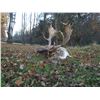 Image 3 : Austria or Hungary (Winner's Choice) Fallow Deer Hunt for 2
