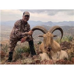 West Texas Trophy Aoudad Hunt for 1 Hunter & 1 Observer