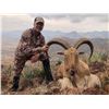 Image 1 : West Texas Trophy Aoudad Hunt for 1 Hunter & 1 Observer