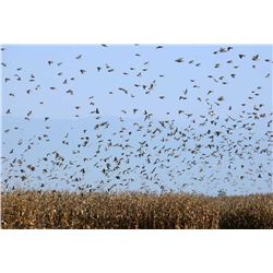 Argentina Dove Shooting Trip for 3