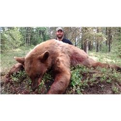 Alberta Trophy Black Bear and Wolf Hunt for 1