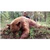 Image 1 : Alberta Trophy Black Bear and Wolf Hunt for 1