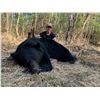 Image 2 : Alberta Trophy Black Bear and Wolf Hunt for 1