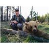 Image 3 : Alberta Trophy Black Bear and Wolf Hunt for 1