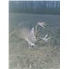 Image 4 : Wisconsin Preserve Whitetail Deer or Elk Hunt for 1 Hunter & 1 Observer