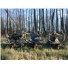 Image 7 : Wisconsin Preserve Whitetail Deer or Elk Hunt for 1 Hunter & 1 Observer