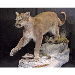 SHOULDER MOUNT FOR DEER SIZE ANIMAL