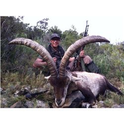 SPAIN BECEITE IBEX HUNT FOR ONE HUNTER AND ONE OBSERVER