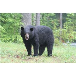 BLACK BEAR HUNT