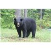 Image 1 : BLACK BEAR HUNT