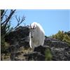 Image 1 : Montana - Governor’s Goat Tag – Mountain Goat