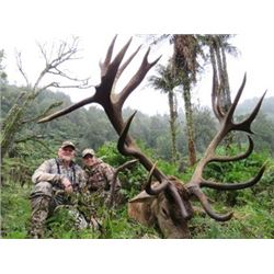 New Zealand - Kuranui –Silver Medal Red Stag