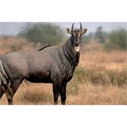 Texas – L& L Adventures – Scimitar Horned Oryx, Nilgai or A0udad Hunt, Pig and Fishing