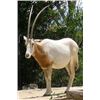 Image 2 : Texas – L& L Adventures – Scimitar Horned Oryx, Nilgai or A0udad Hunt, Pig and Fishing