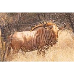 Makhulu Safaris – choice of Buffalo Cow, Golden Wildebeest, Springbuck Grand Slam or Blesbuck Grand