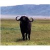 Image 2 : Makhulu Safaris – choice of Buffalo Cow, Golden Wildebeest, Springbuck Grand Slam or Blesbuck Grand