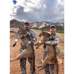 5-DAY ARIZONA COUES DEER AND MOUNTAIN LION HUNT FOR 2 HUNTERS WITH DIAMOND OUTFITTERS