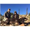 Image 2 : Royal Karoo Safaris - South Africa – Springbuck Grand Slam, Black Wildebeest, Impala