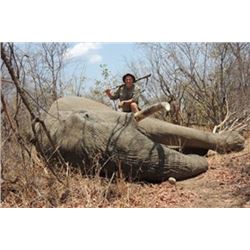 Zimbabwe - Mokore Safaris – Tuskless Cow Elephant