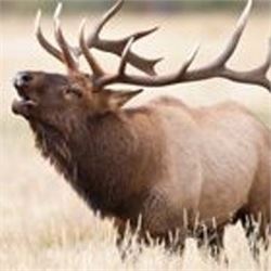 Montana Outfitters Trophy Bull Elk Hunt on the Famous Galt Ranch