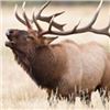 Image 1 : Montana Outfitters Trophy Bull Elk Hunt on the Famous Galt Ranch