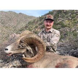 Free Range Desert Sheep from Coues Outfitters