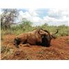 Image 7 : PHASA - Kudu Hunt in the North West