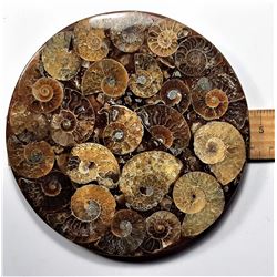 22)  LARGE ROUND  AMMONITE FOSSIL