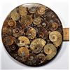 Image 1 : 22)  LARGE ROUND  AMMONITE FOSSIL