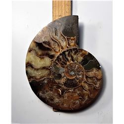 2)  HUGE AMMONITE FOSSIL SPECIMEN