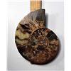 Image 1 : 2)  HUGE AMMONITE FOSSIL SPECIMEN
