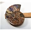 Image 2 : 2)  HUGE AMMONITE FOSSIL SPECIMEN