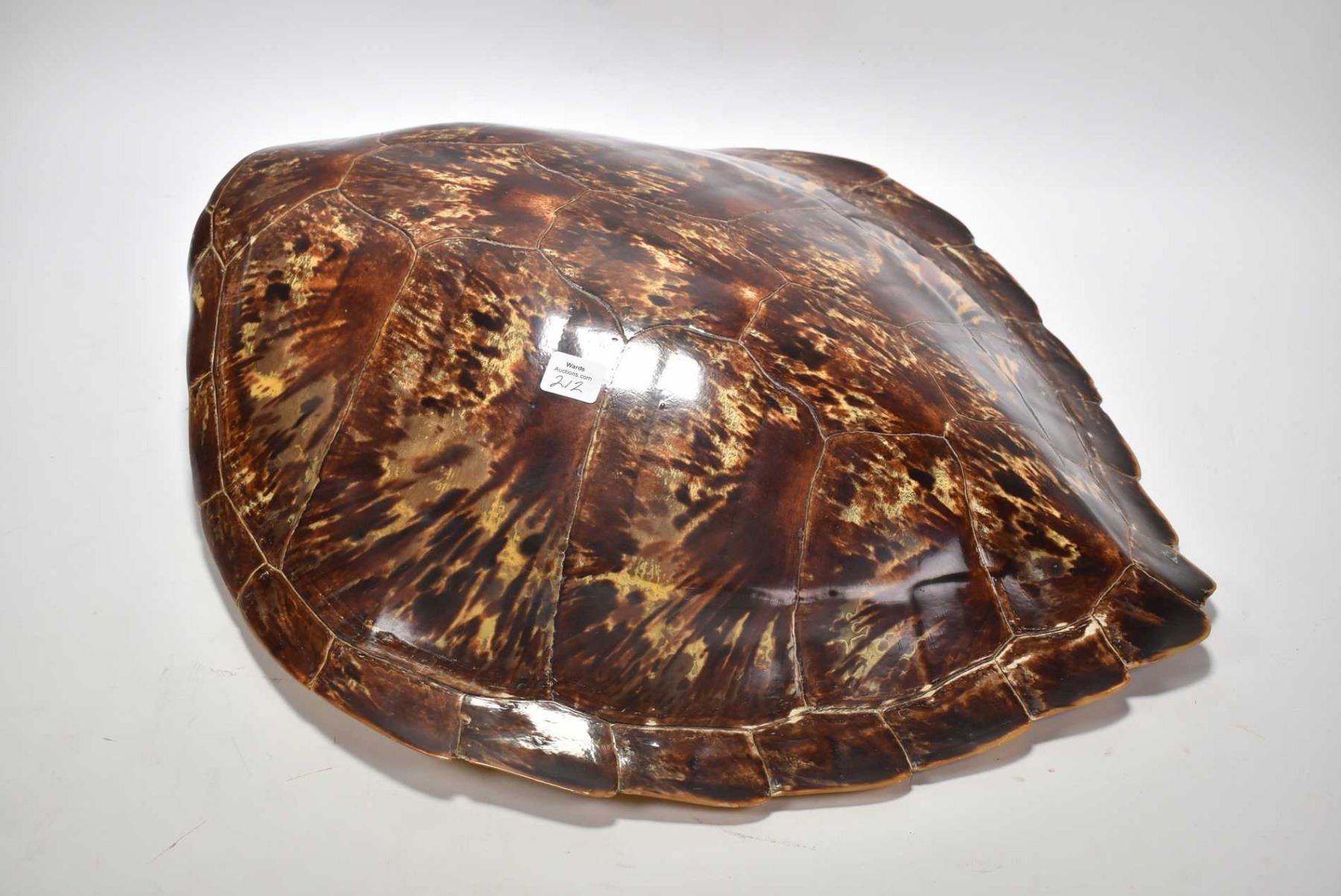 Botanic Tortoise Shell Vintage 21