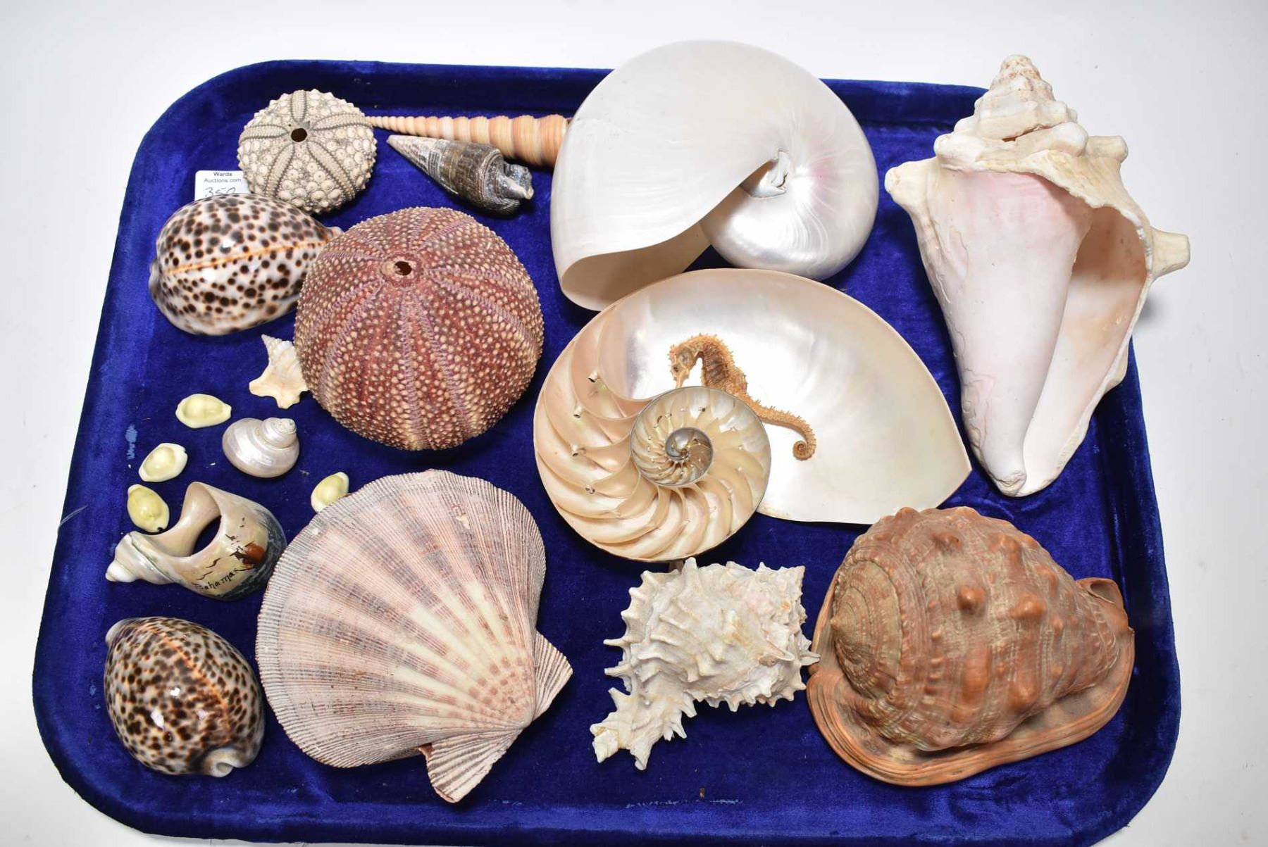 Shellfish Shell Collectable Selection of vintage collectible sea shells and dried sea urchins