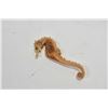 Image 2 : Selection of vintage collectible sea shells and dried sea urchins
