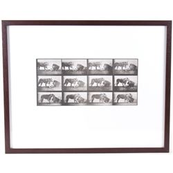 1887 Eadweard Muybridge Circus Reel Collotype