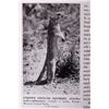 Image 12 : American Wild Life, Illustrated;1944