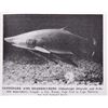 Image 13 : American Wild Life, Illustrated;1944