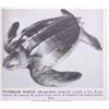 Image 14 : American Wild Life, Illustrated;1944