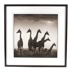 Nick Brandt Giraffe Fan Limited Edition Ink Print