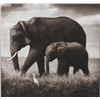 Image 2 : Nick Brandt Walking In Tandem Limited Edt Print