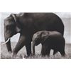 Image 3 : Nick Brandt Walking In Tandem Limited Edt Print