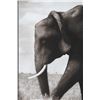 Image 4 : Nick Brandt Walking In Tandem Limited Edt Print