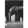 Image 5 : Nick Brandt Walking In Tandem Limited Edt Print