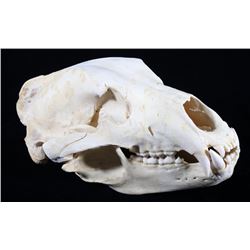 Trophy Alaskan Kodiak Brown Bear Skull