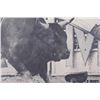 Image 8 : Early Levi's Jeans Rodeo Advertisement Poster RARE